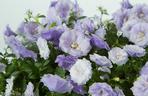 Dzwonek ‘Blue Wonder’