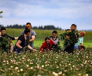 Królewskie kwiaty z Brzozia podbijają świat 