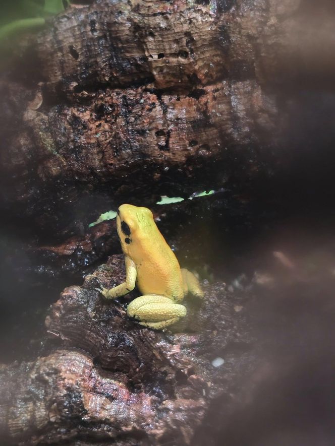 W pawilonie Lasu Deszczowego w Śląskim Ogrodzie Zoologicznym pojawili się nowi mieszkańcy