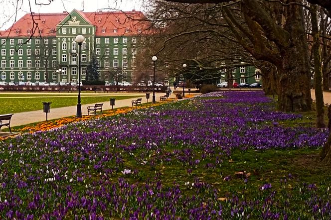 Na Jasnych Błoniach zakwitły krokusy. Niestety są deptane