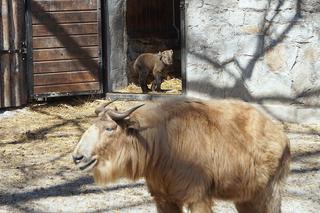 We wrocławskim zoo urodził się drugi w Polsce takin złoty [ZDJĘCIA]