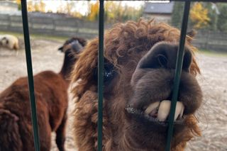 Zagroda 3 siostry w Kamieniu przyciągnęła całe rodziny w ciepły jesienny weekend ZDJĘCIA