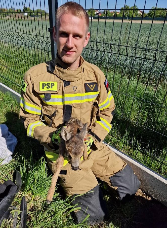 Niecodzienna akcja strażaków. Uratowali sarnę, która wpadła do głębokiego dołu