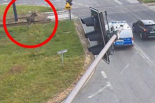 Łoś spacerował po Bydgoszczy w eskorcie policji. Ze strażakami wracał do lasu