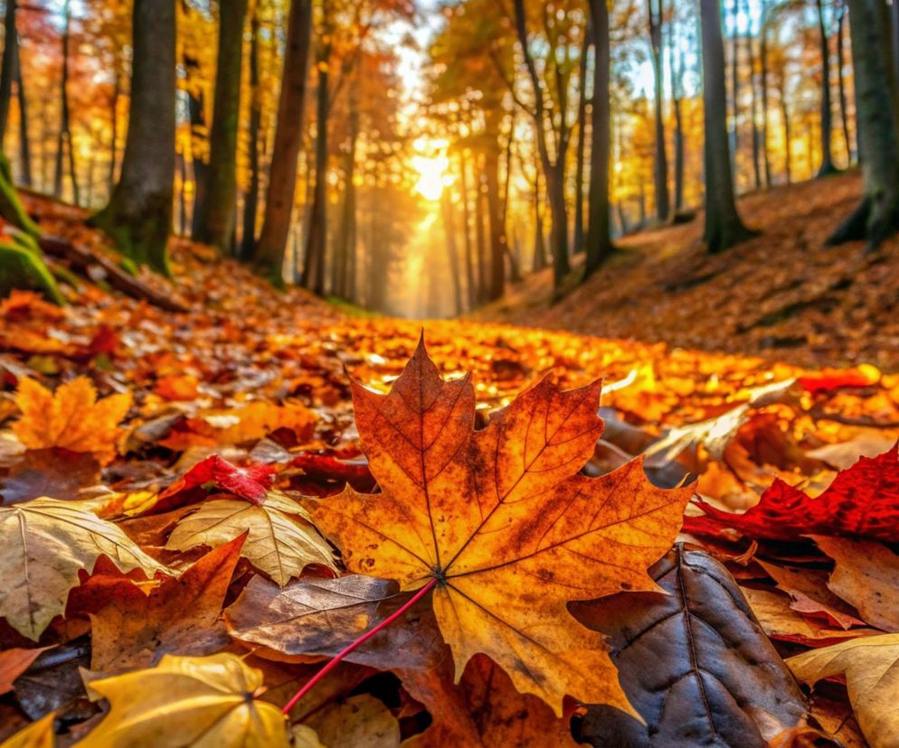 Najpiękniejsze lasy w Polsce na jesienne spacery. Gdzie warto pojechać, zanim opadną liście?