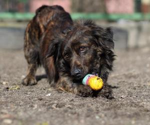 Jakie warunki trzeba spełnić, by adoptować psa? Zwierzęta z bydgoskiego schroniska czekają na nowy dom