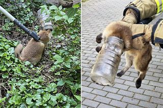 Sensacyjna akcja ratunkowa w Józefowie. Lisek utknął w słoiku