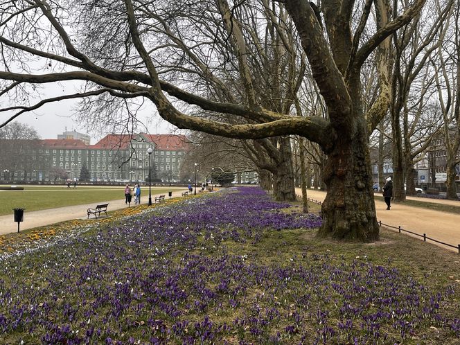 Krokusy w Szczecinie 