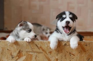 TOP 11 najładniejszych imion dla psa. To propozycje AI!