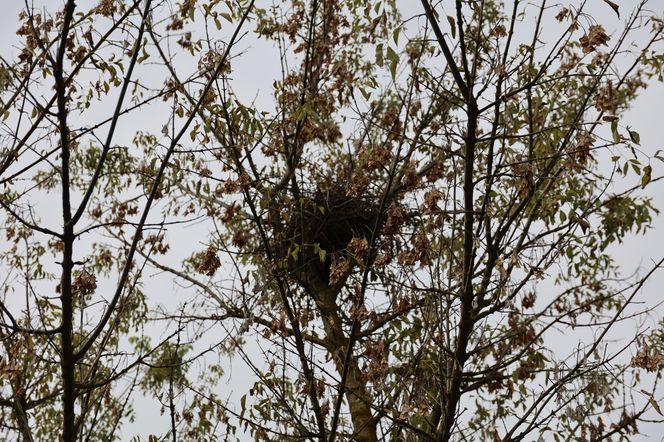 Jesienna odsłona terenów nad Bystrzycą w Lublinie. Tak się prezentuje w październiku