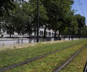 Zielone torowiska