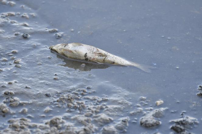 Czy przyczyną masowej śmierci ryb w Wiśle jest skażenie wody?