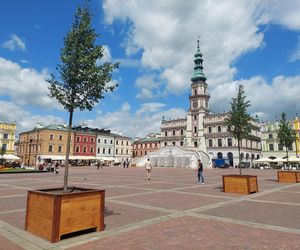Kilkumetrowe drzewka pojawiły się przed ratuszem. Stało się bardziej zielono [ZDJĘCIA]