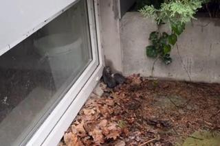 Anna Kurek uratowała kotki przed utonięciem