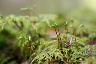 Te rośliny przyciągają kleszcze. Lepiej pozbądź się ich z ogródka lub działki