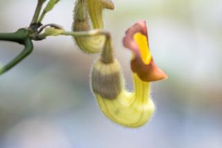 Kokornak wielkolistny