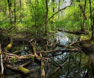 Polska na wakacje: Kampinoski Park Narodowy