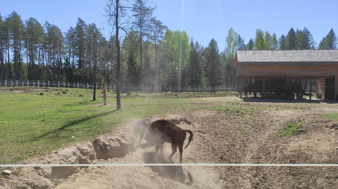 Zagroda Pokazowa Żubrów w Kopnej Górze. Unikalne miejsce na mapie Podlasia