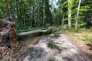Popularna leśna ścieżka zamknięta dla turystów. Wichura wyrządziła ogromne szkody