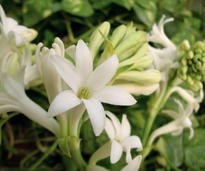 Tuberoza wonna pachnie jak luksusowe perfumy! Jak ją uprawiać?