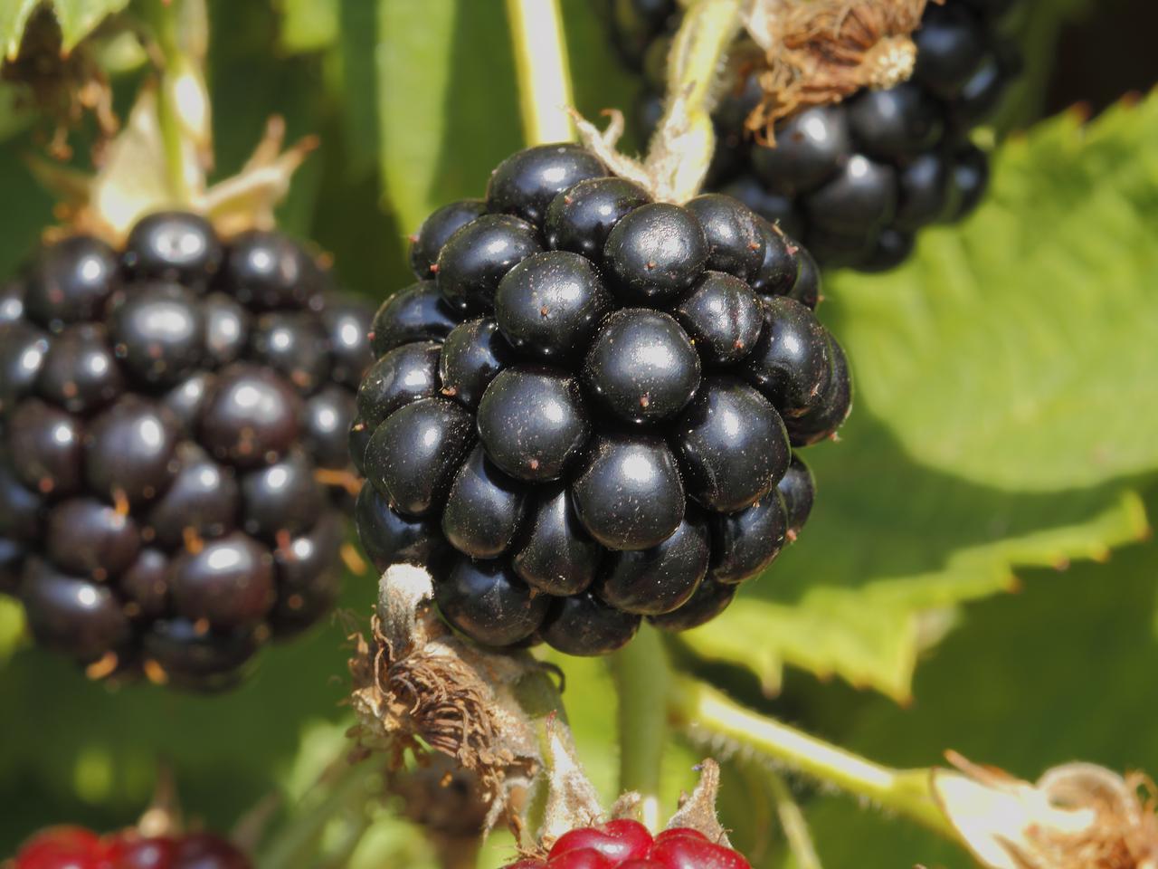 Jak zrobić marmoladę z jeżyn i jabłek? 