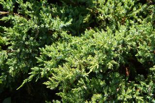 Jałowiec łuskowaty 'Holger' - Juniperus squamata 'Holger'