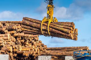 Rosyjskie drewno zatapia polskich przedsiębiorców