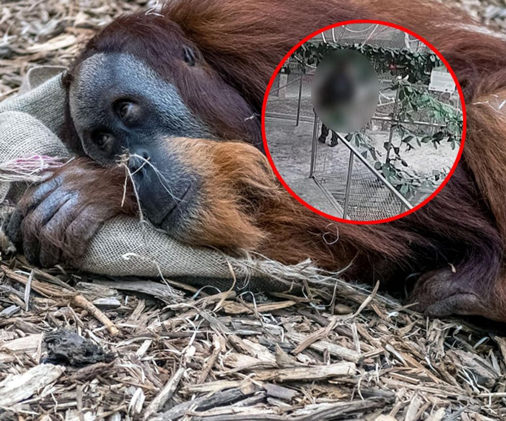 Karmiła naleśnikami orangutany z Orientarium Zoo Łódź. Zwierzęta zachorowały [ZDJĘCIA]