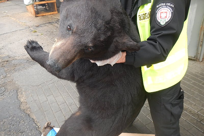 Gdynia: Ktoś próbował przemycić niedźwiedzia. W porcie znaleziono...