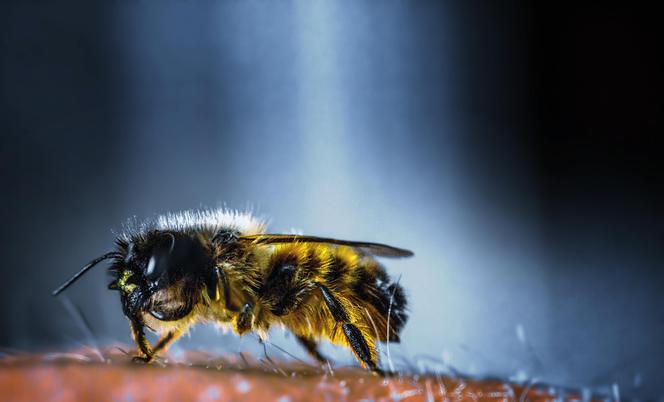 Bariery w dostępie pszczoły w środek
