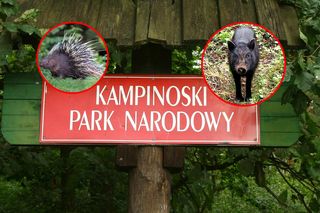 Jeżozwierz i wietnamskie świnie w Puszczy Kampinoskiej. To nie żart!