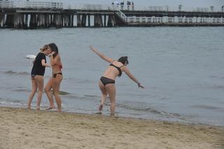 Zakwit sinic Bałtyk