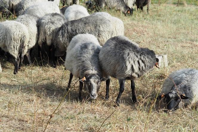 Owce mają za zadanie kosić trawę. 
