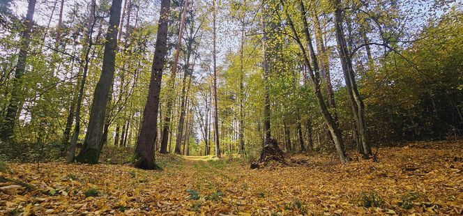 To najpopularniejsze miejsce na spacery w Olsztynie. Zobacz Las Miejski w jesiennych barwach [ZDJĘCIA]