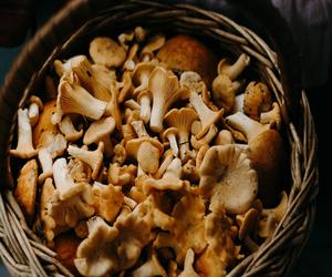 Lasy w Polsce są pełne grzybów. A ile kosztują? Ceny grzybów we wrześniu