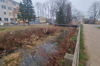 Śnięte ryby w Mielnie