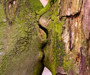 Fenomen pareidolii wreszcie wyjaśniony