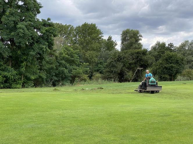 Dziki na polu golfowym