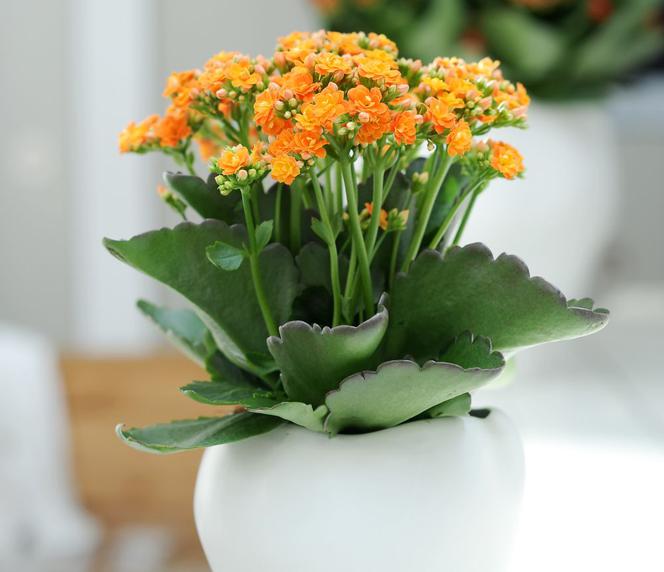 fot5_kalanchoe.jpg