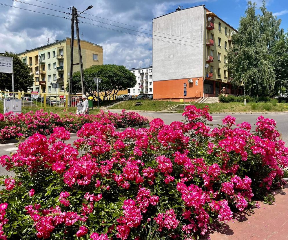Starachowice. To najbardziej ukwiecone miasto świętokrzyskiego