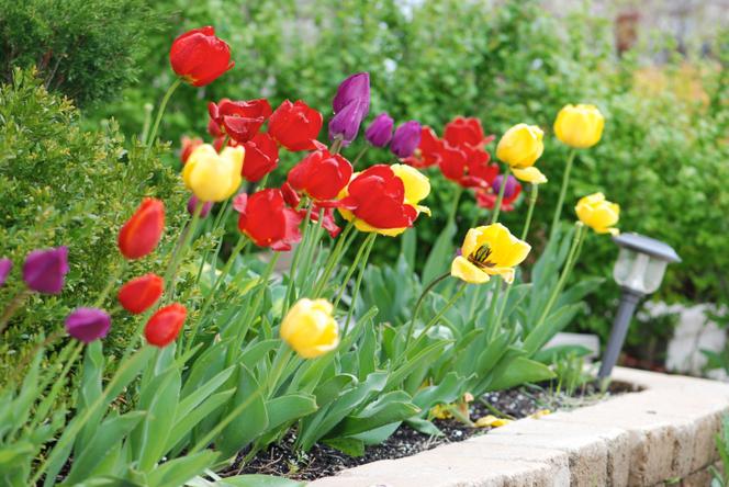 Tulipany