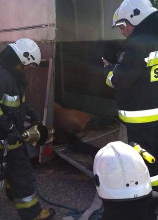 Straszliwy wypadek. Koń utknął w przyczepie, został uśpiony