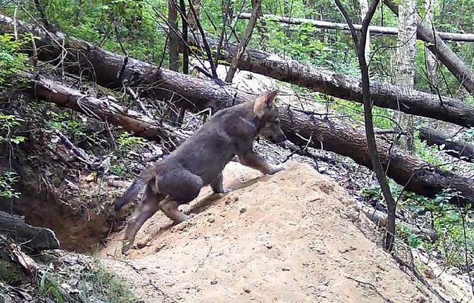 Małe wilki wyszły z nory i poznają las pod Częstochową