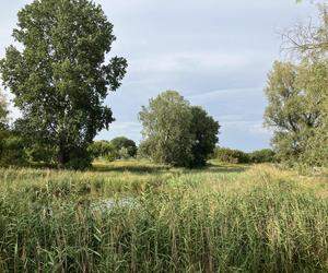 Siekierki i Augustówka