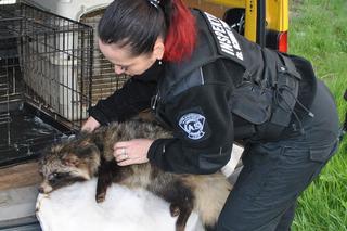 200 KLESZCZY JENOTA.