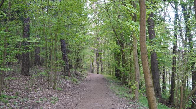 Leży w pobliżu centrum Olsztyna i wygląda bajecznie wiosną. Zobacz piękny rezerwat Mszar [ZDJĘCIA]