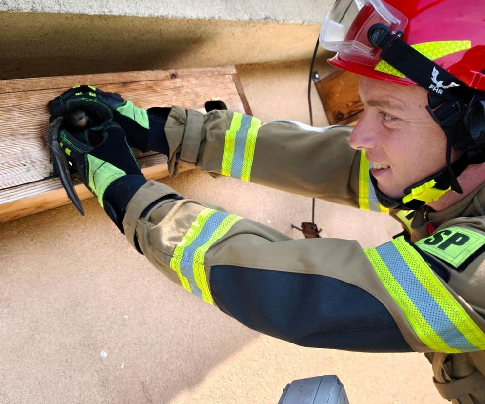 Strażacy uratowali jerzyka