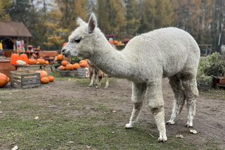 Nie wyrzucaj choinki po świętach. Zagroda 3 Siostry wie, co z nią zrobić. Koniecznie sprawdź