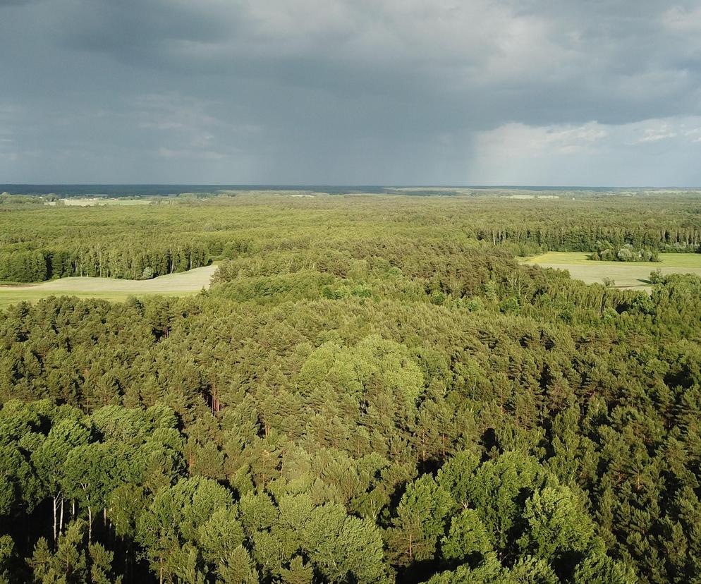 Sprzątanie Lasu Turczyńskiego