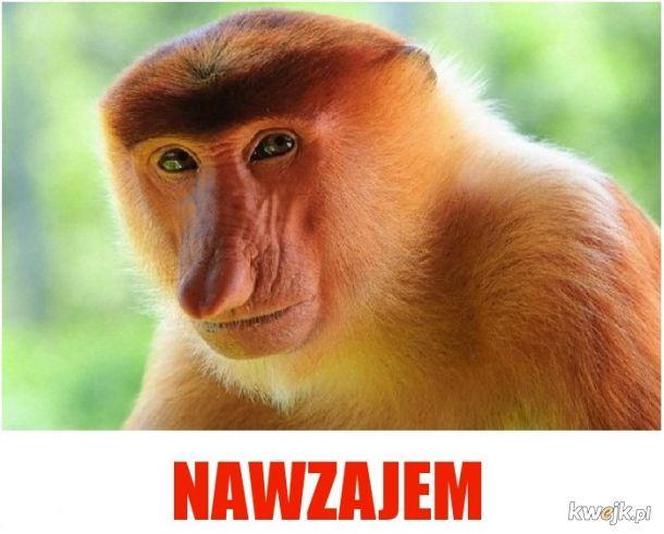 Najlepsze memy o świętach. Te obrazki rozbawią Cię do łez! Tak wygląda Boże Narodzenie oczami internautów [TOP 75]